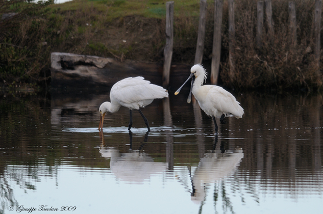 Incontro con le Spatole. (Platalea leucorodia).