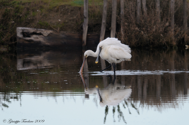 Incontro con le Spatole. (Platalea leucorodia).