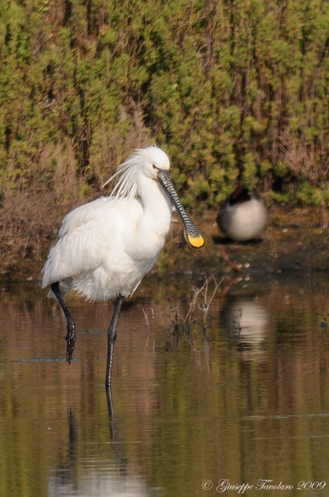 Incontro con le Spatole. (Platalea leucorodia).