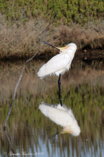 Incontro con le Spatole. (Platalea leucorodia).
