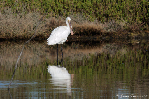 Incontro con le Spatole. (Platalea leucorodia).
