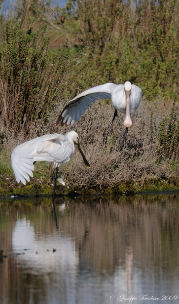 Incontro con le Spatole. (Platalea leucorodia).
