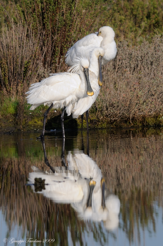 Incontro con le Spatole. (Platalea leucorodia).
