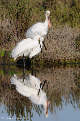 Incontro con le Spatole. (Platalea leucorodia).