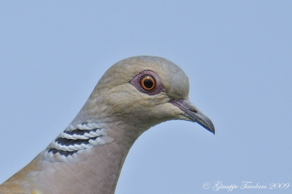Tortora (Streptopelia turtur): ritrattino (con particolare).