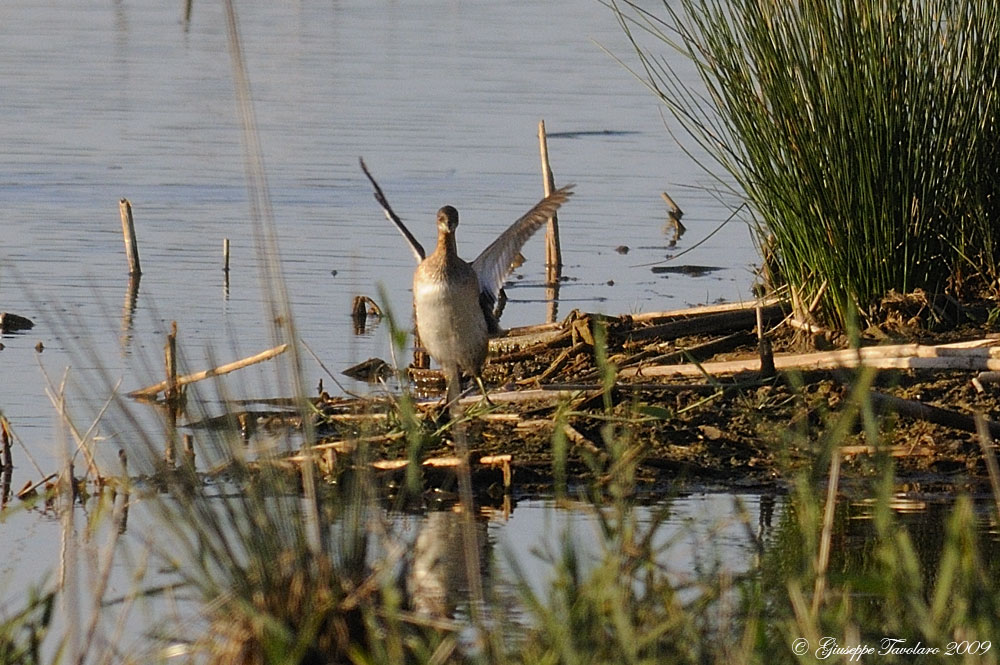 Tuffetto (Tachybaptus ruficollis) ambientato.
