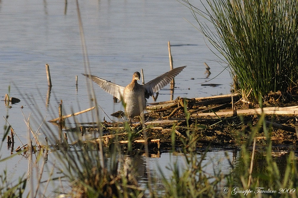 Tuffetto (Tachybaptus ruficollis) ambientato.