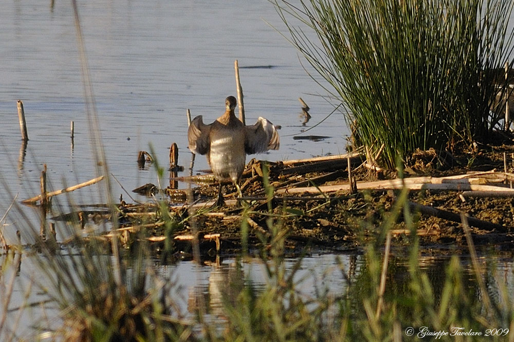 Tuffetto (Tachybaptus ruficollis) ambientato.