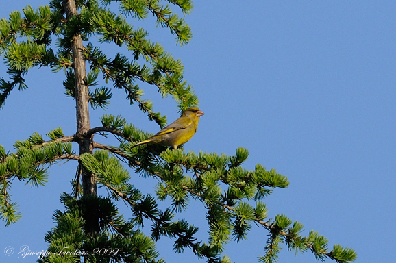 Verdone (Chloris chloris)