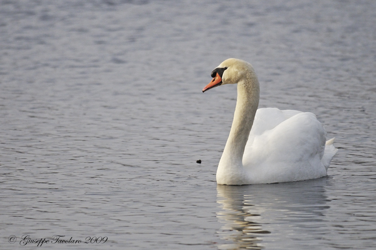 Cigno reale (Cygnus olor): lotta per il territorio.
