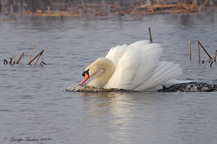 Cigno reale (Cygnus olor): lotta per il territorio.
