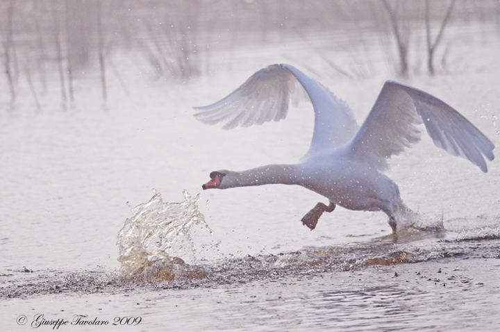 Cigno reale (Cygnus olor): lotta per il territorio.