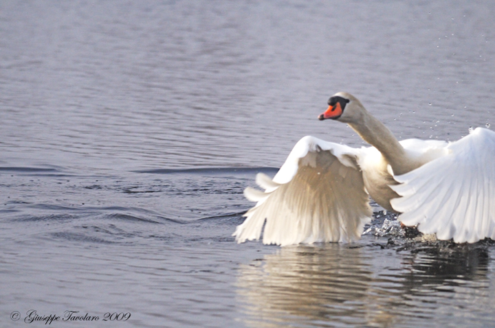 Cigno reale (Cygnus olor): lotta per il territorio.