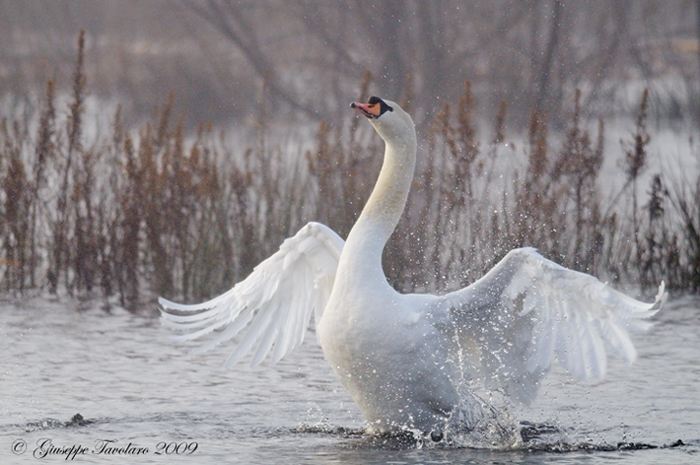Cigno reale (Cygnus olor): lotta per il territorio.