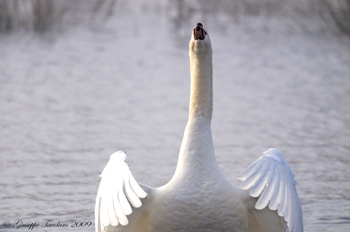 Cigno reale (Cygnus olor): lotta per il territorio.