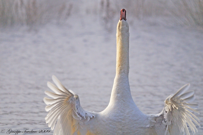 Cigno reale (Cygnus olor): lotta per il territorio.