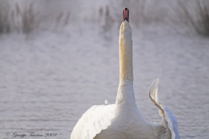 Cigno reale (Cygnus olor): lotta per il territorio.