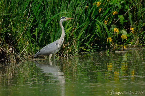 Airone cenerino (Ardea cinerea)