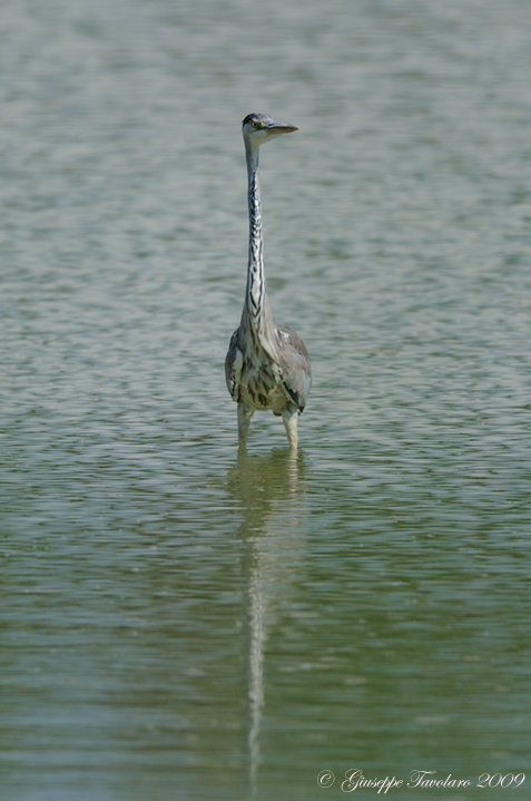 Airone cenerino (Ardea cinerea)