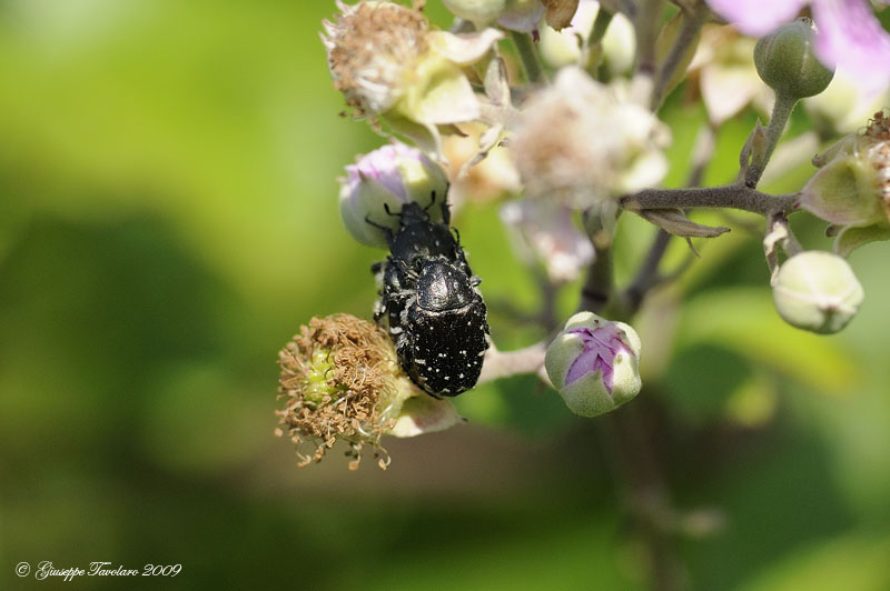 Coleottero da identificare: Oxythyrea funesta