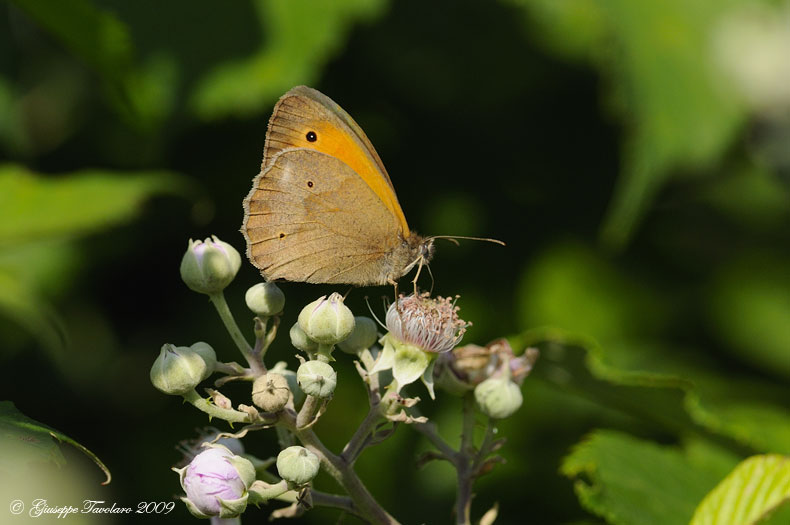 Farfallina da identificare. - Maniola jurtina (maschio)