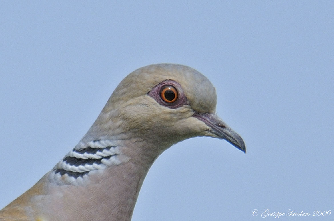 Tortora (Streptopelia turtur)
