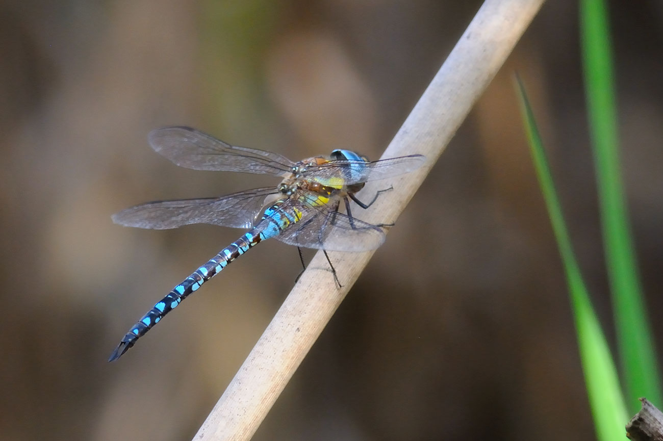 Libellula - Aeshna mixta (maschio)