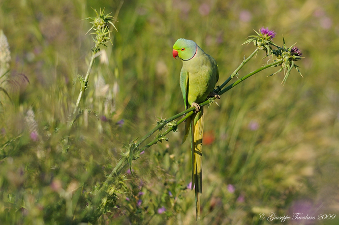 Parrocchetto dal collare (Psittacula krameri)