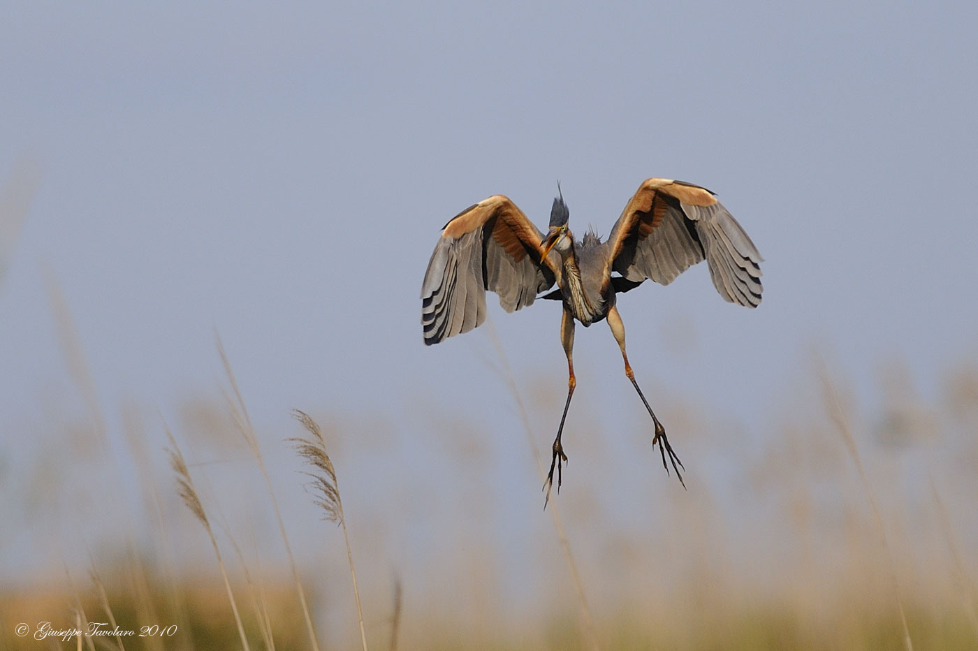 Atterraggio degli alieni (Ardea purpurea)