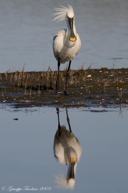 Spatola (Platalea leucorodia) nel vento.