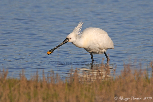 Spatola (Platalea leucorodia) nel vento.