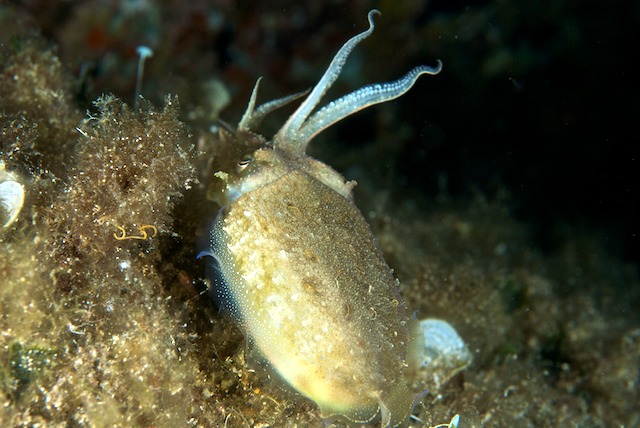 Predazione da parte di Sepia officinalis