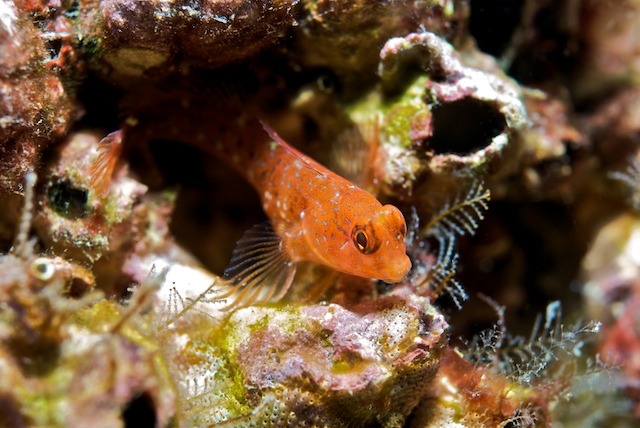 Parablennius zvonimiri (dettaglio tentacoli intermedi)