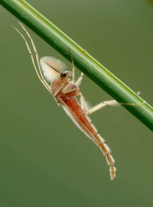 Chironomide
