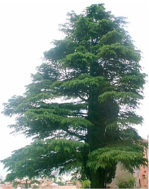 Cedrus deodara / Cedro deodara