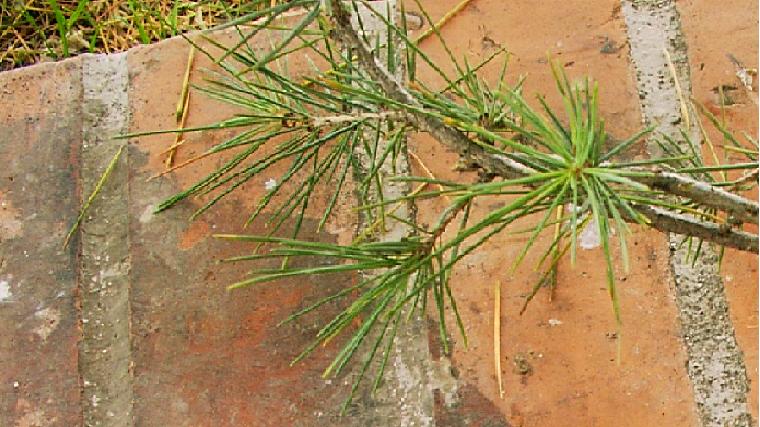 Cedrus deodara / Cedro deodara