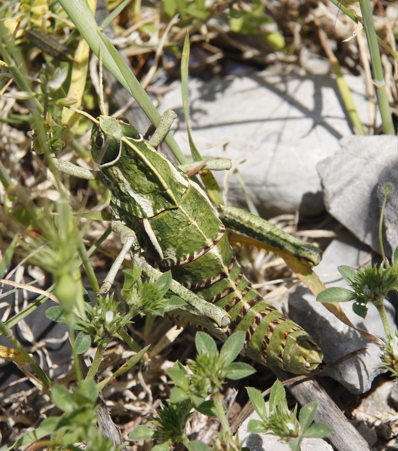 Pamphagus marmoratus