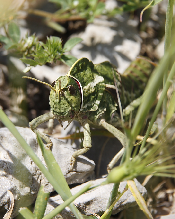 Pamphagus marmoratus