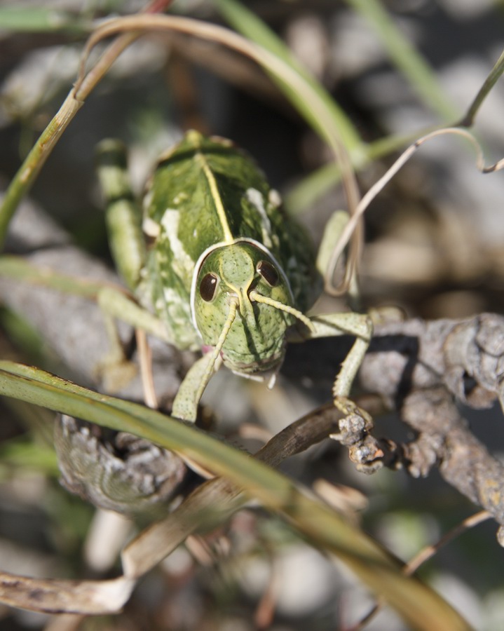 Pamphagus marmoratus