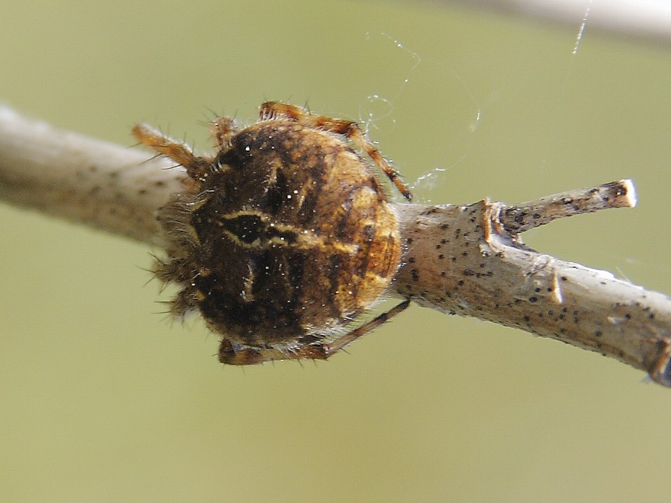 Agalenatea redii