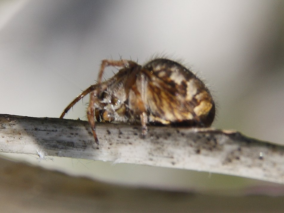 Agalenatea redii
