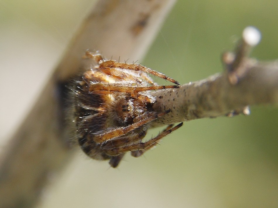 Agalenatea redii