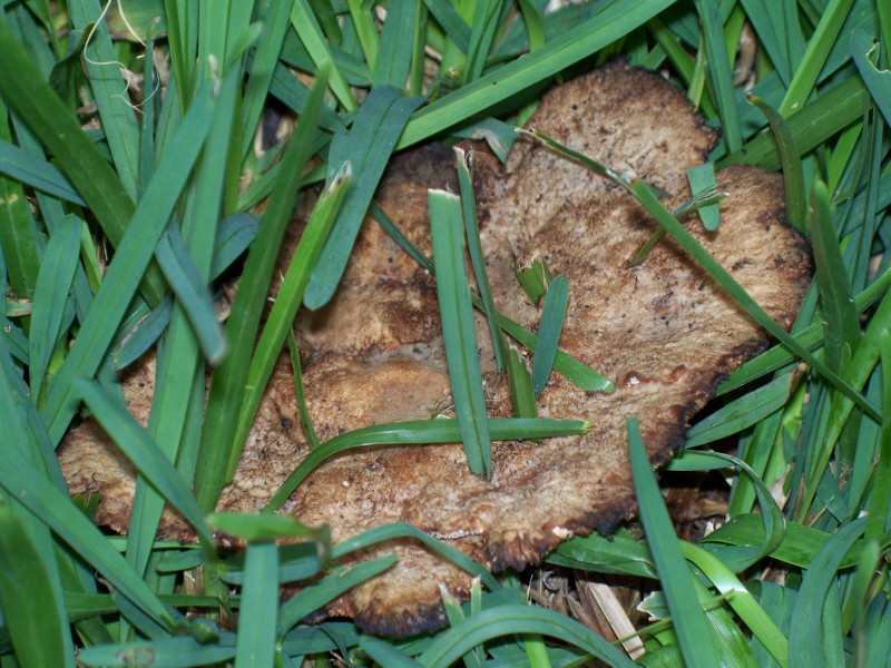 funghetti in giardino