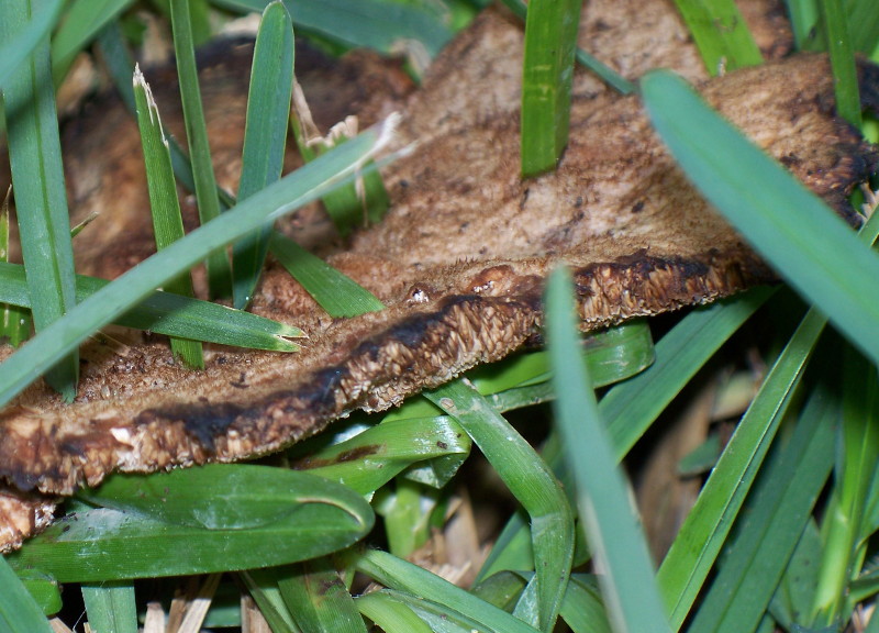 funghetti in giardino