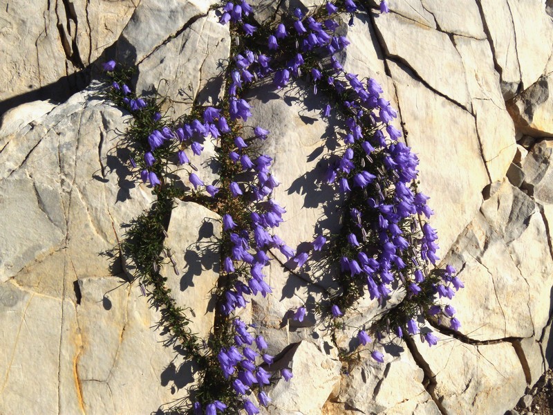 Campanula tanfanii / Campanula di Tanfani