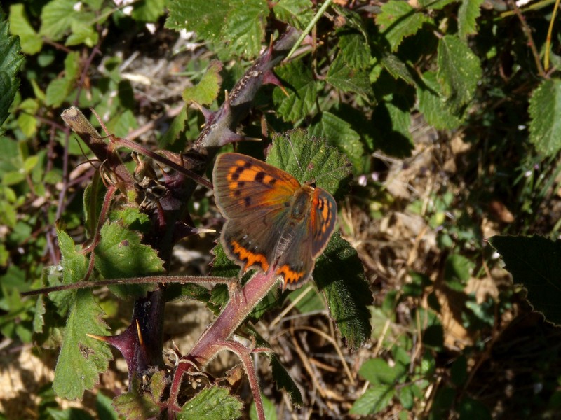 dalla Corsica - Lycaena phlaeas