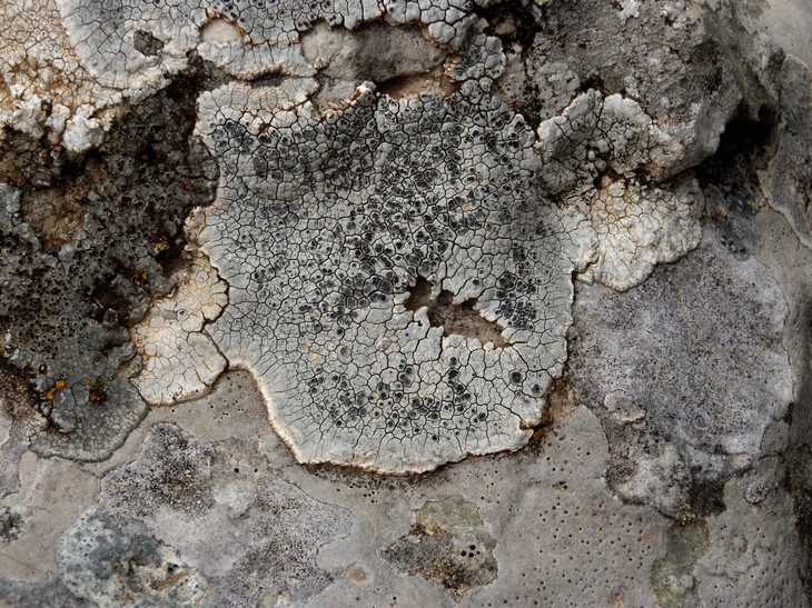 Aspicilia?