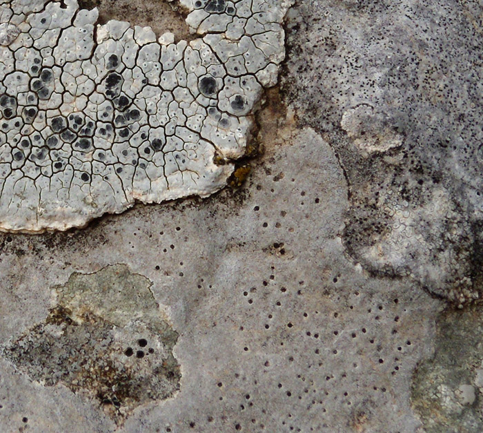 Aspicilia?