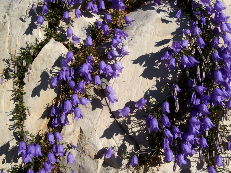 Campanula tanfanii / Campanula di Tanfani