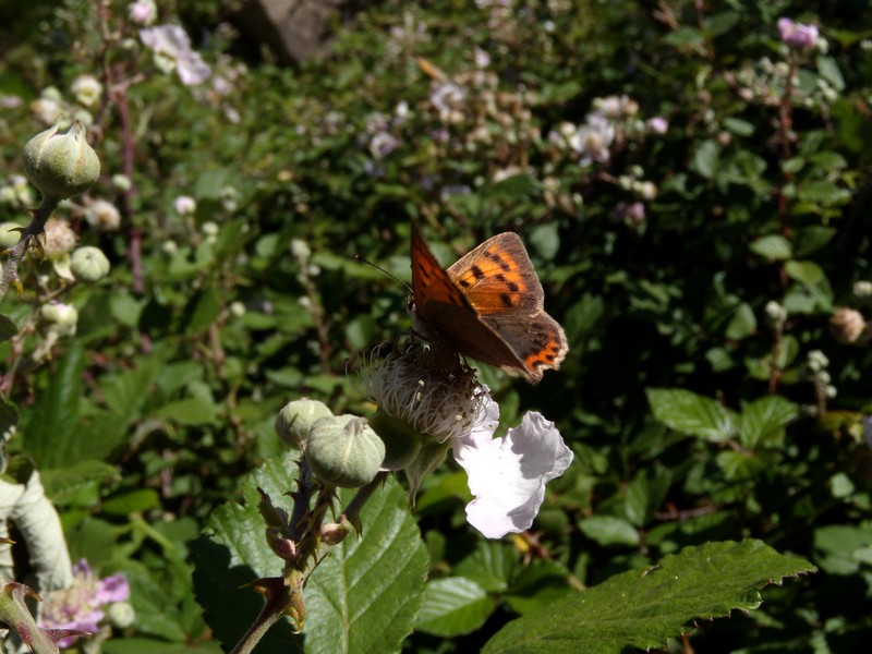 dalla Corsica - Lycaena phlaeas